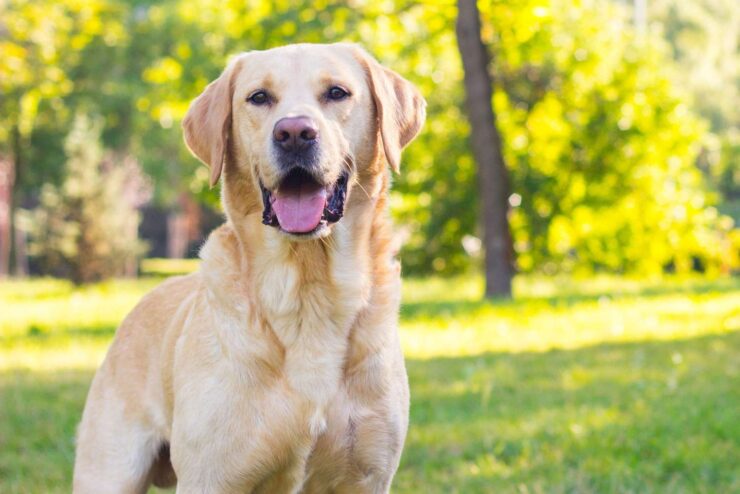 labrador