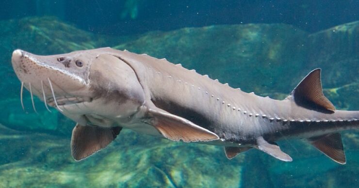 lake sturgeon
