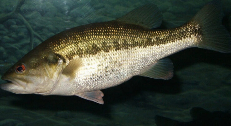 largemouth bass