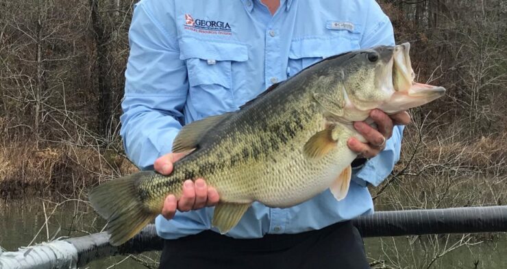 largemouth bass