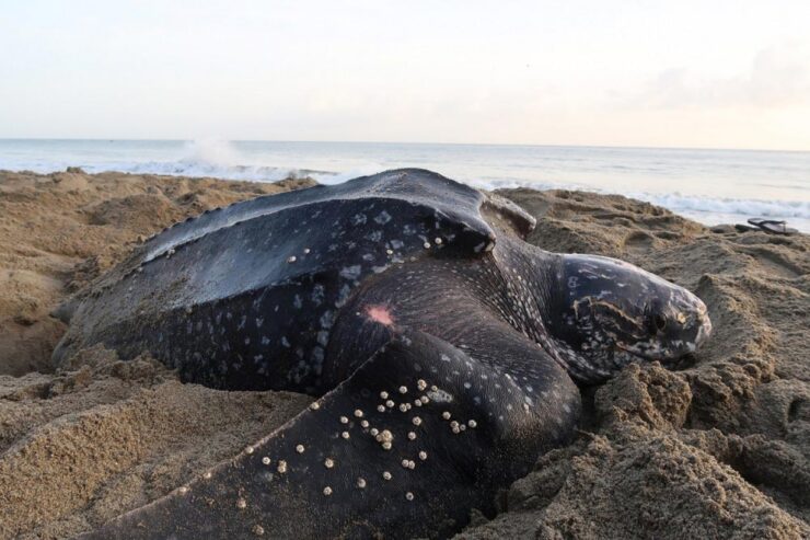 leatherback turtle