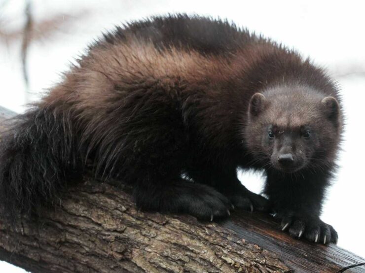mammal