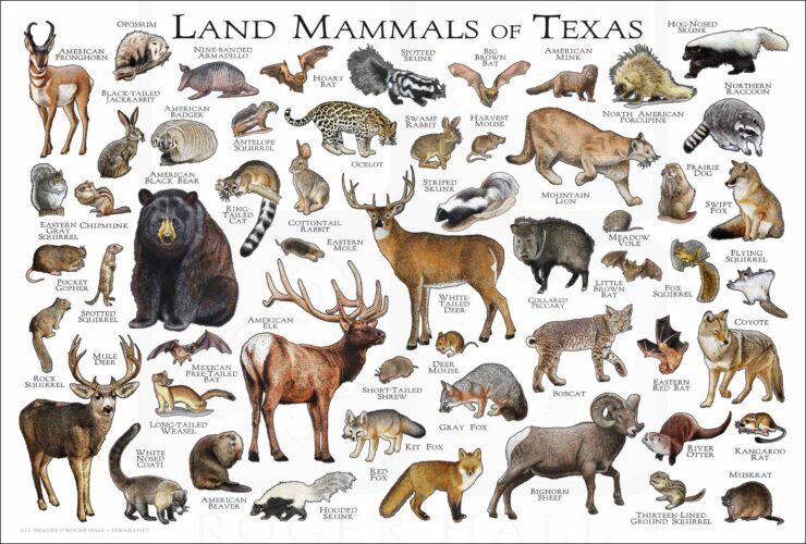 mammals