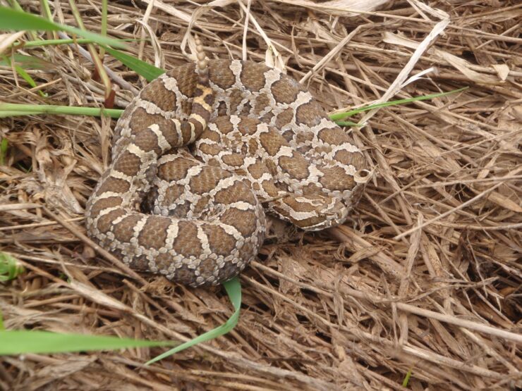 massasauga