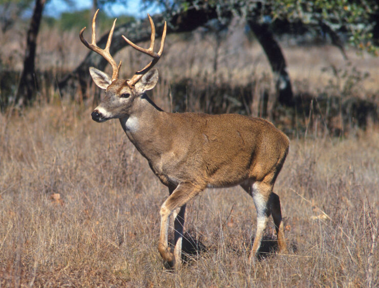 memphis deer