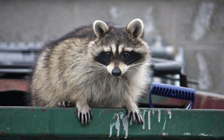 memphis raccoon