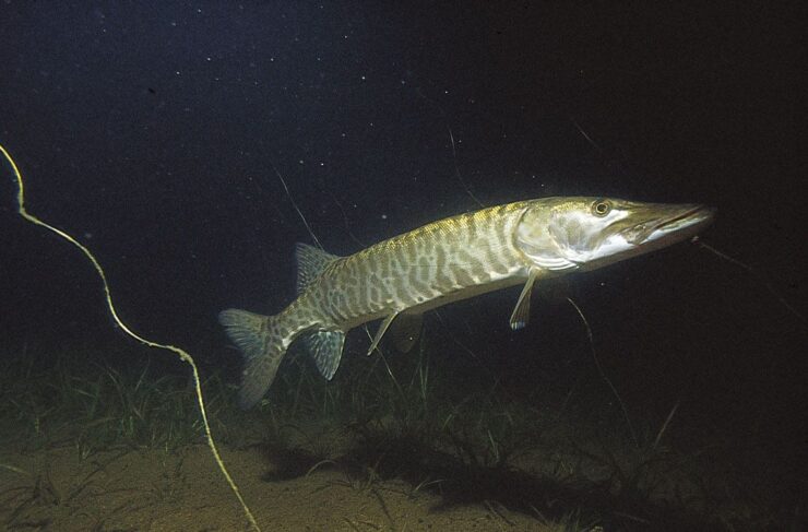 muskellunge