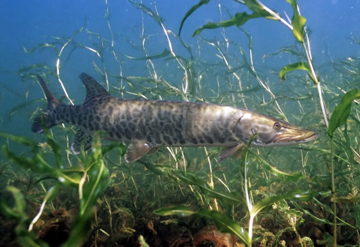 muskellunge