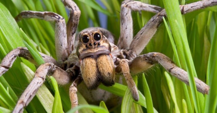 New Hampshire - Top 4 Most Dangerous Animals in World Lurking in Maine: Deadly Encounters - Vimarsana News