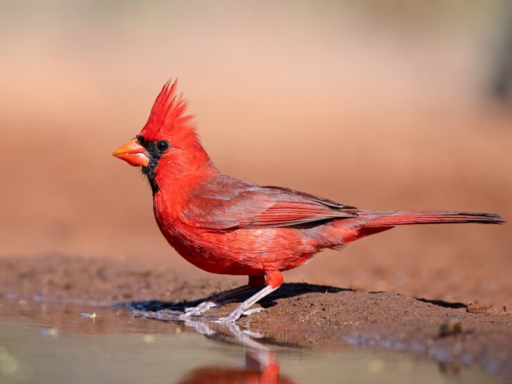 northern cardinal
