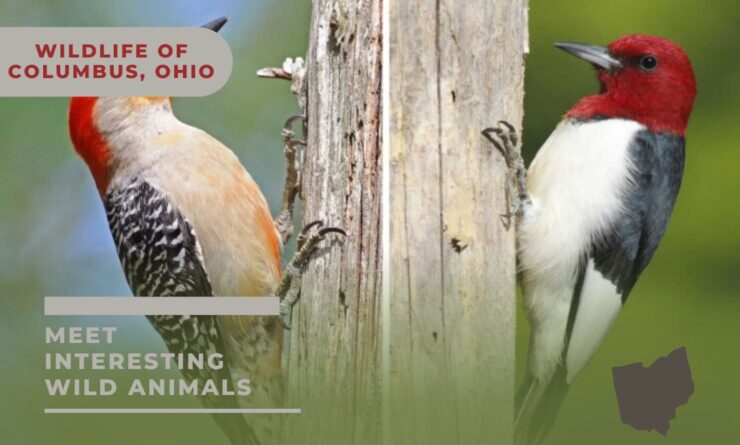 ohio wildlife