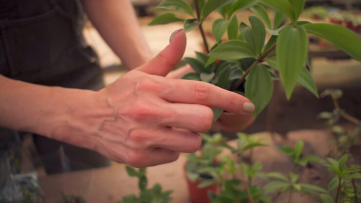 plant Nursery Tour