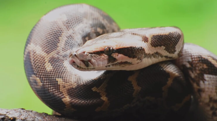 python