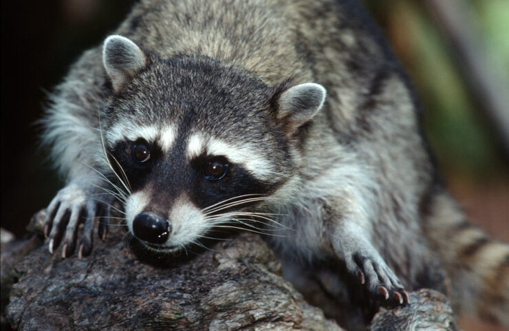 racoons