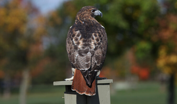 red tailed hawk