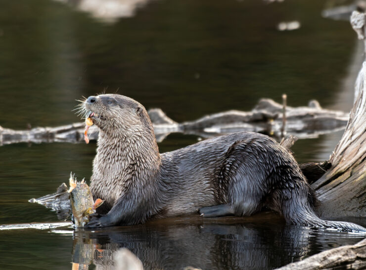 river otter