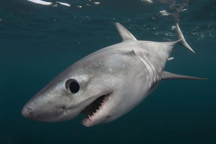 porbeagle shark