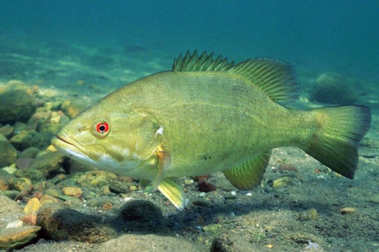smallmouth bas
