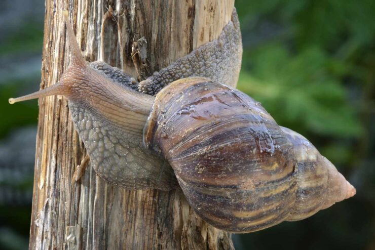 snail