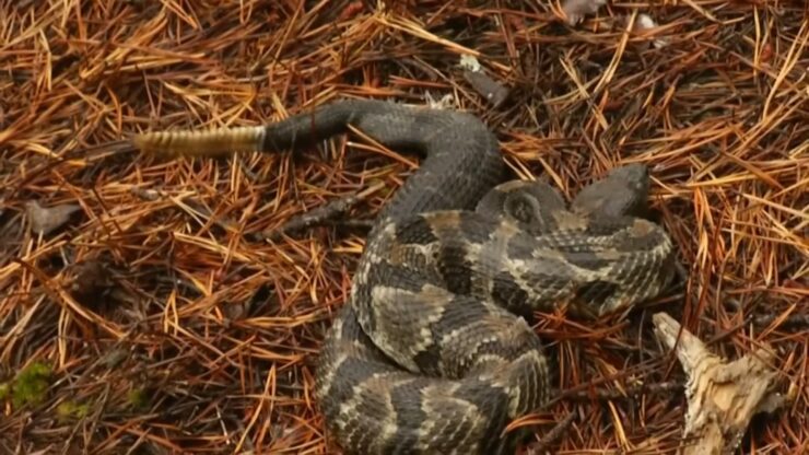 snakes in Virginia