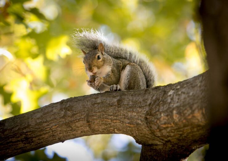 squirrel