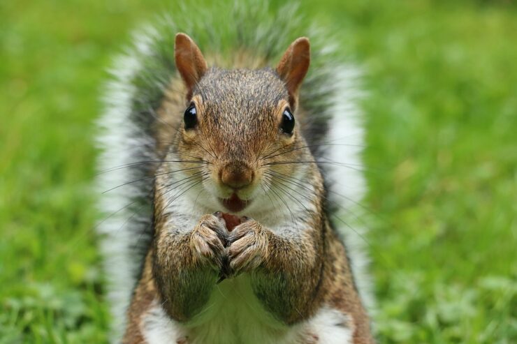 squirrel memphis