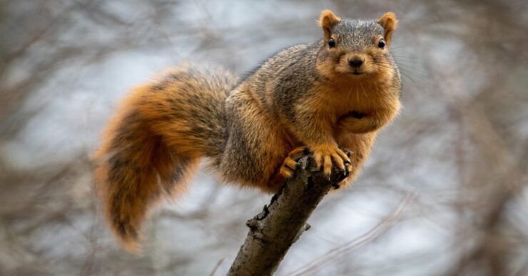 squirrel