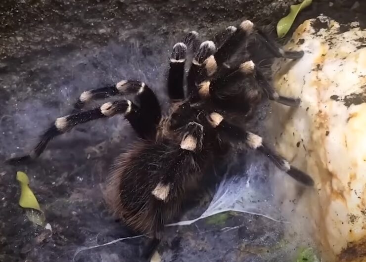 tarantula