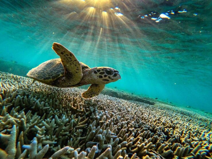 texas aquatic life