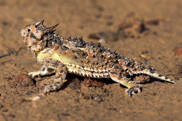 texas reptiles