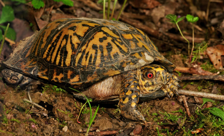 Annette Boose, photographer. Box turtle at Battelle Darby Creek. May 10, 2013.