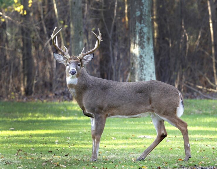 white tailed deer