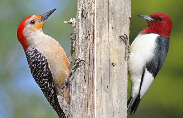 woodpeckers