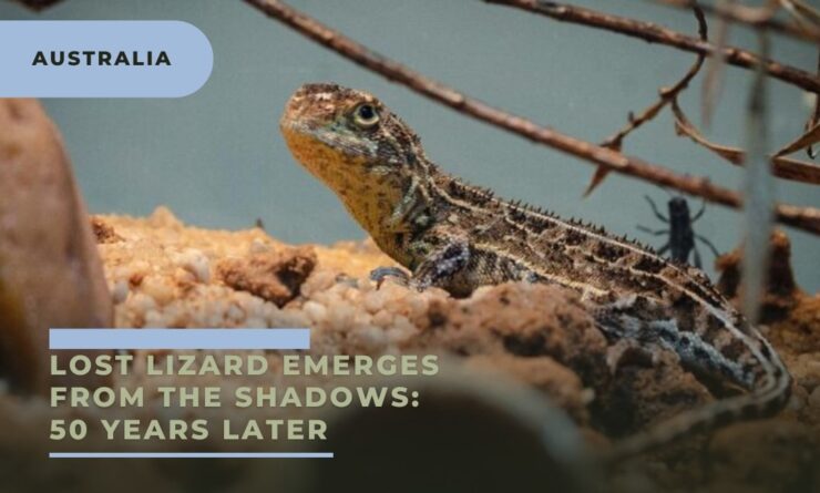 Lost Lizard Emerges from the Shadows 50 Years Later