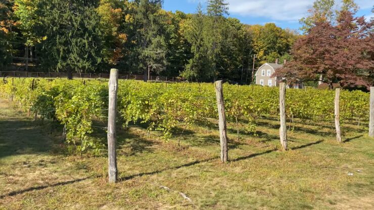 NY vineyard