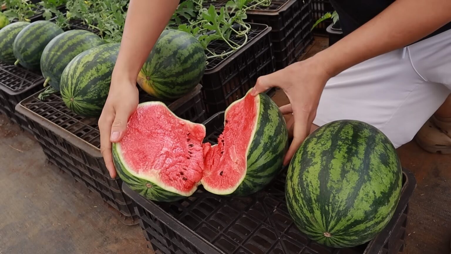 Growing Watermelons Indoors Watermelon Wonderland Southwest Journal