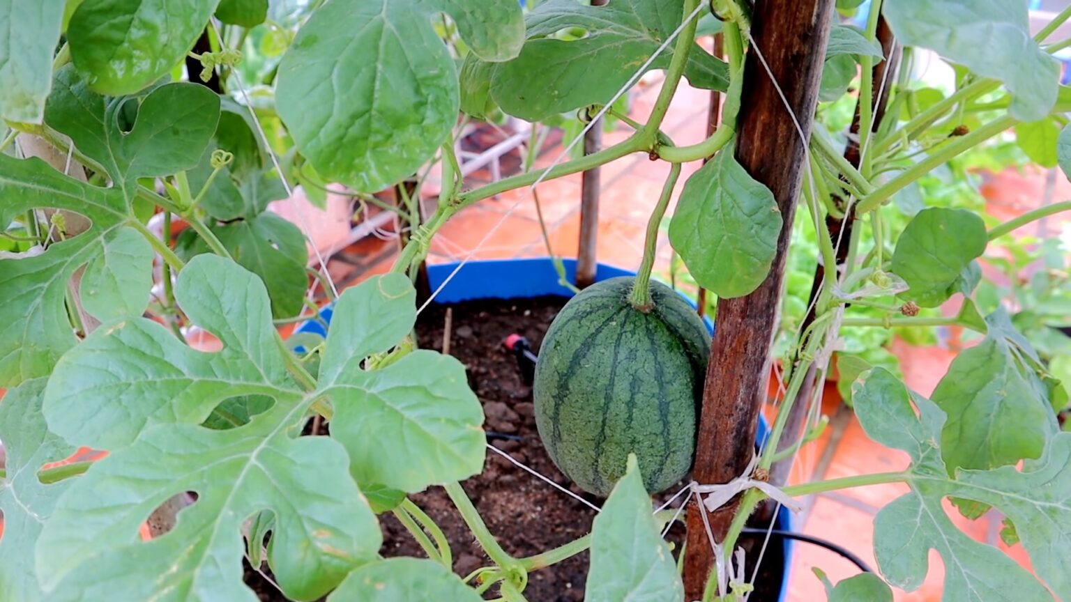 Growing Watermelons Indoors Watermelon Wonderland Southwest Journal
