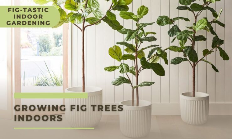 Growing Fig Trees Indoors - Fig-tastic Indoor Gardening