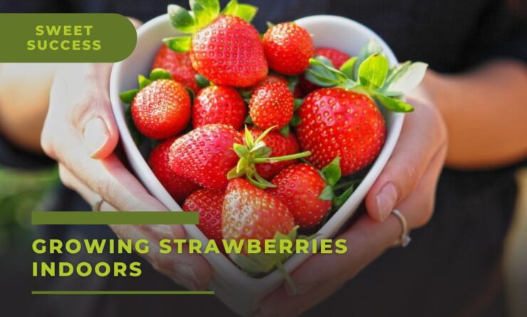 Growing Strawberries Indoors - A Sweet Success!