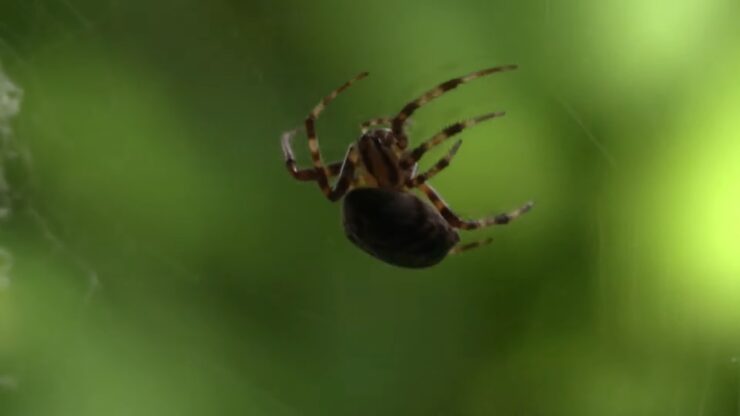American Grass Spider