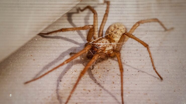 American House Spider