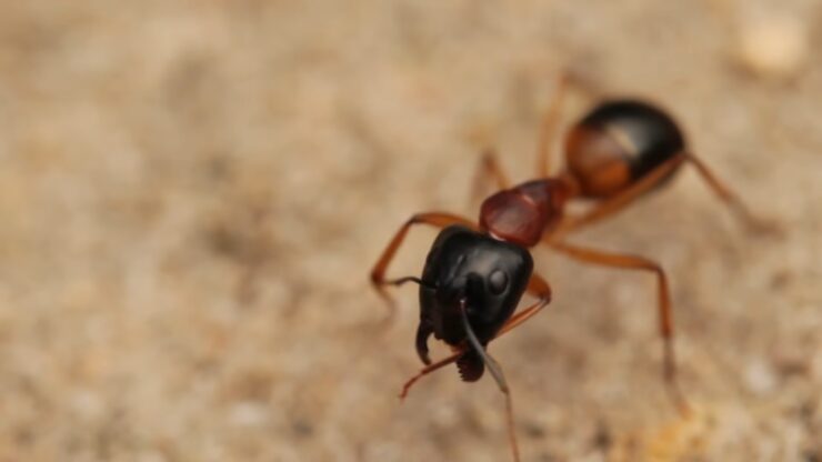 Argentine Ants