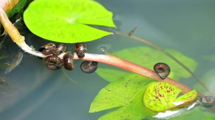 Freshwater Snails