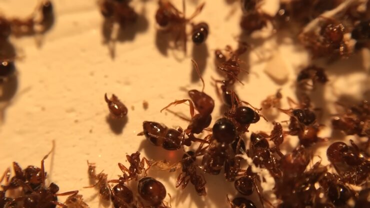 Imported Fire Ants