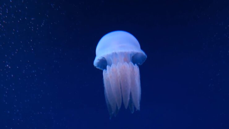 Jellyfish