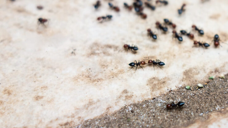 Little Black Ants