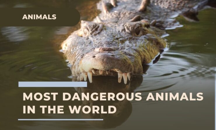 20 Most Dangerous Animals in the World 2023 - Nature's Nightmares