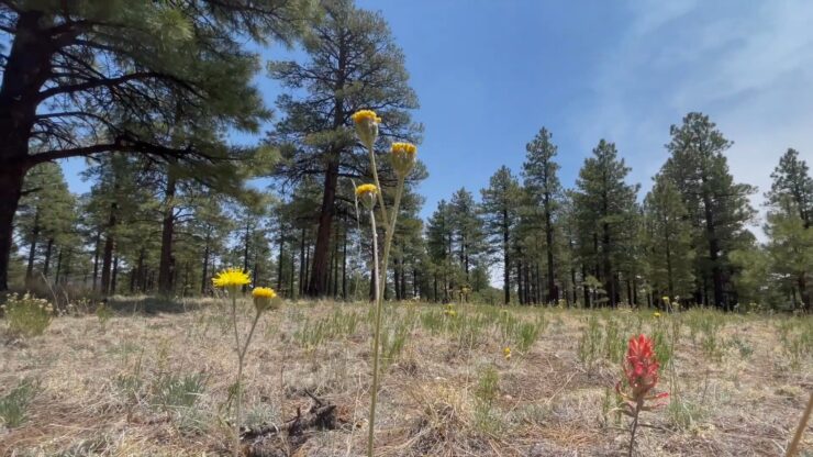 Ponderosa Pine Forest