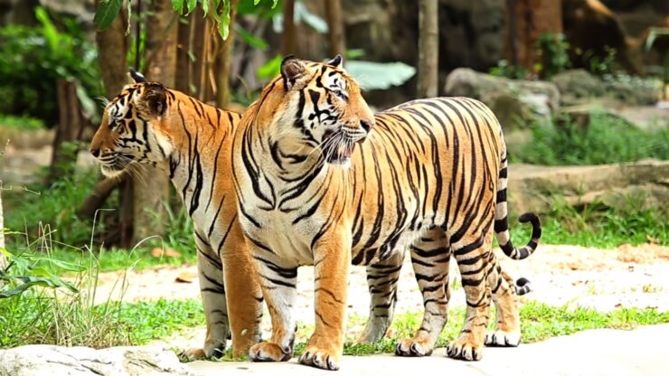 Tigers