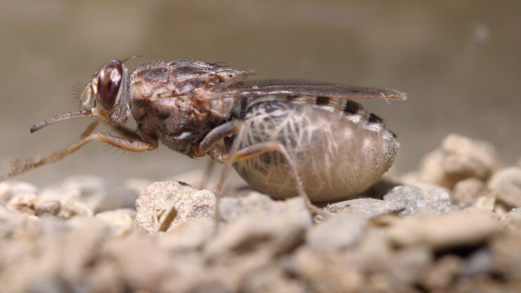 Tsetse Flies